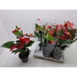 Anthurium andr bambino red 17cm