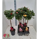 Rosa Potiroos other 19cm