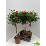 Rosa Potiroos other 21cm