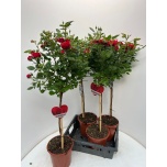 Rosa Potiroos other 21cm