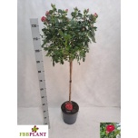 Rosa Potiroos other 23cm