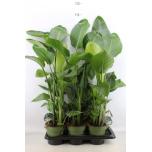 Strelitzia nicolai 17cm