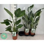 Strelitzia Paradiisilinnulill nicolai 19cm h85