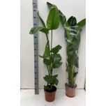 Strelitzia nicolai 21cm