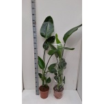Strelitzia Paradiisilinnulill Nicolai 21cm h140