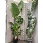 Strelitzia nicolai 24cm 220cm