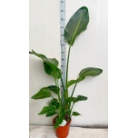 Strelitzia Paradiisilinnulill nicolai 24cm h170