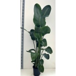 Strelitzia Paradiisilinnulill Nicolai 27cm