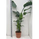 Strelitzia nicolai 30cm