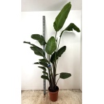 Strelitzia nicolai 30cm