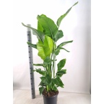 Strelitzia nicolai 31cm h195cm