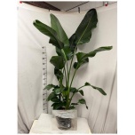 Strelitzia Paradiisilinnulill Nicolai 32cm