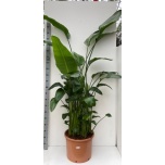 Strelitzia nicolai 46cm