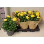 Ranunculus Tulikas asia sprinkles yellow 17cm