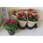 Ranunculus Tulikas sprinkles pink 17cm