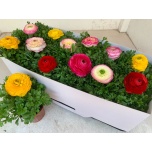 Ranunculus Tulikas Sprinkles mix 10,5cm