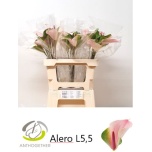 Anthurium Flamingolill Alero