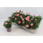 Dianthus oscar white and red 11cm