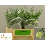Fritillaria alba 25cm