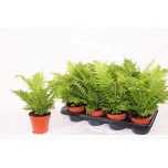 Blechnum Roodjalg gibbum silver lady 12cm