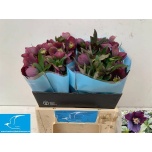 Helleborus Lumeroos Blue Lady 40cm