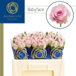 Roos 50cm Babyface (Zuurbier & Co Int.)