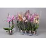 Phalaenopsis Kuuking Multiflora mix 2ÕV 12cm