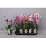 Phalaenopsis Kuuking Multiflora mix 12cm h50 2õv