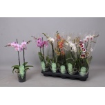 Phalaenopsis Kuuking Multiflora mix 12cm h50 2õv