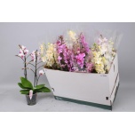 Phalaenopsis Kuuking Multiflora mix 12cm