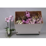 Phalaenopsis Kuuking MF mix 8 colours 12cm h50 2õv