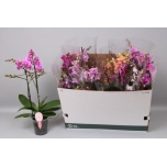 Phalaenopsis mult mix 9 colours 12cm