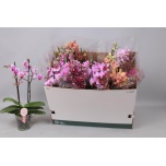 Phalaenopsis Kuuking Multiflora mix 2ÕV 12cm