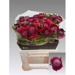 Ranunculus Tulikas Aazur Bordeaux