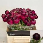 Ranunculus Tulikas Aazur Bordeaux