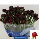 Ranunculus Tulikas Aazur Bordeaux