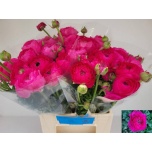 Ranunculus Tulikas Aazur Deep Pink