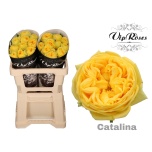 Roos 50cm Catalina