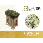 Limonium Parkjuur V Clear Diamond 50cm