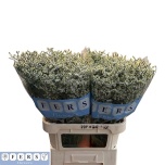 Limonium Parkjuur V Clear Diamond 60-65cm