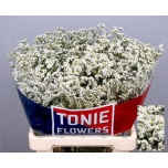 Limonium Parkjuur V Clear Diamond 60-65cm