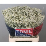 Limonium Parkjuur V Clear Diamond 60-65cm
