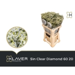 Limonium Parkjuur Clear Diamond 60cm