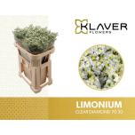 Limonium Parkjuur V Clear Diamond 70cm