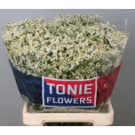 Limonium Parkjuur V Clear Diamond 70cm