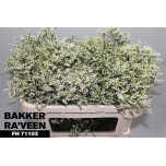 Limonium Parkjuur V Clear Diamond 70cm
