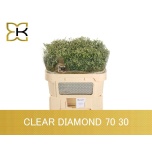 Limonium Parkjuur V Clear Diamond 70cm
