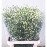 Limonium Parkjuur V Clear Diamond 70cm