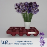 Lathyrus Lillhernes Mist Str Purple