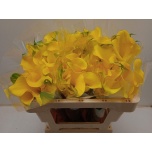 Zantedeschia Kalla Captain Solo 45cm